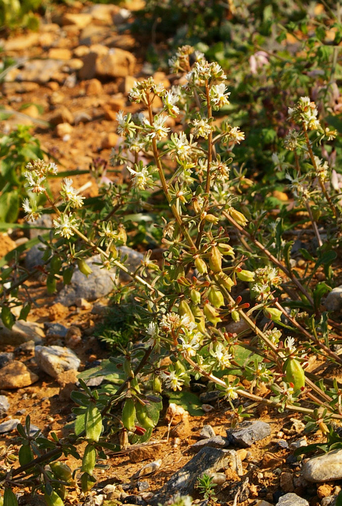 Reseda phyteuma / Reseda selvatica